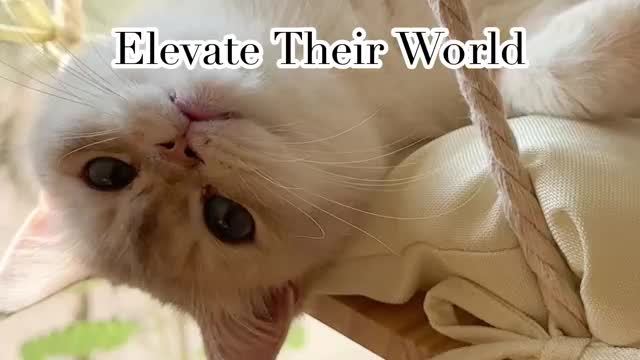 Cat Window Perch Hammock Bed
