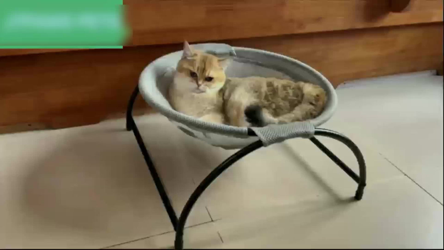Alloy Steel Cat Hammock Bed for Pets